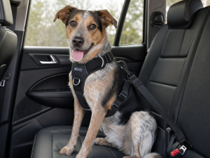 Kurgo Tru-Fit Smart Dog Harness
