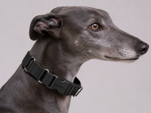 PetSafe Martingale Dog Collar