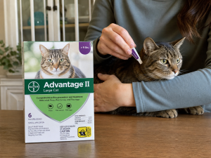 Advantage II Flea Prevention for Cats